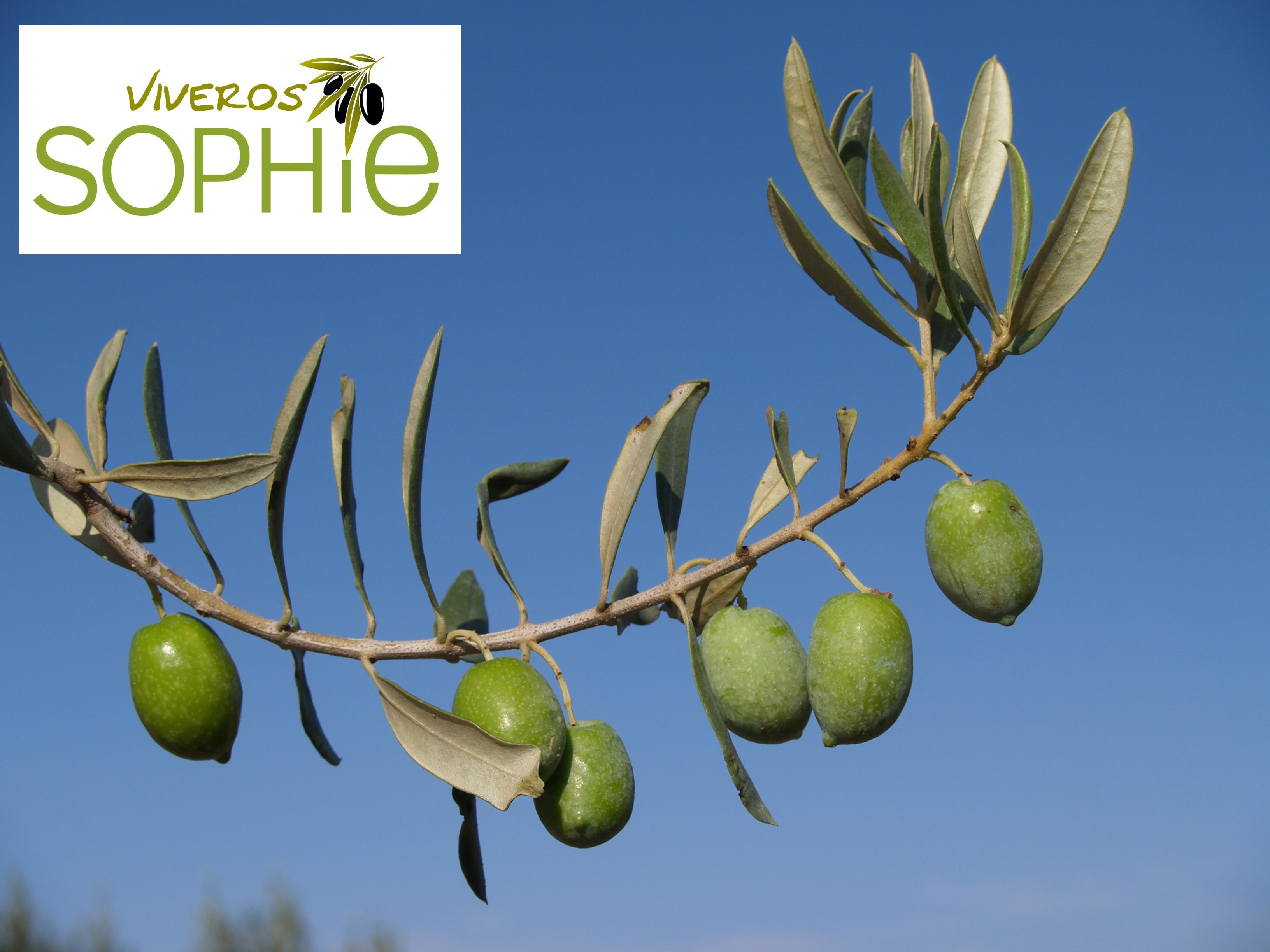 Variedad de olivo GROSSANNE